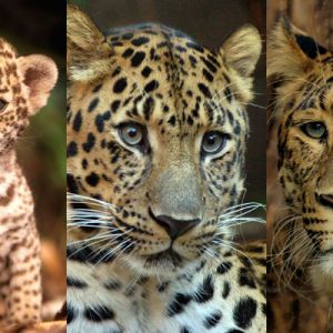 Retratos de Leopardo