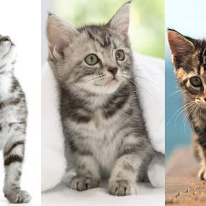 Gatinhos Fofos