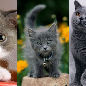 Gatos Cinzentos Fofos