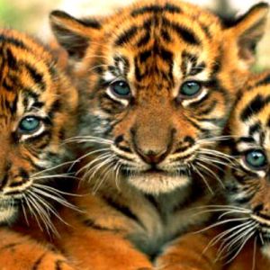 Filhotes de Tigre Fofos
