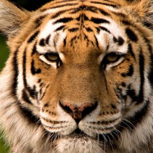 Tigre Majestoso em Close-Up