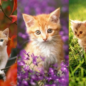 Gatinhos Fofos na Natureza
