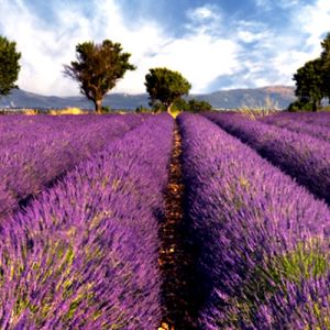 Campos de Lavanda