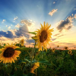 Campo de girassóis ao pôr do sol