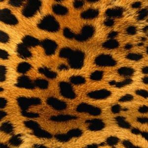 Padrão de Leopardo