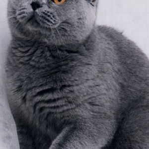 Gato Cinza Fofo