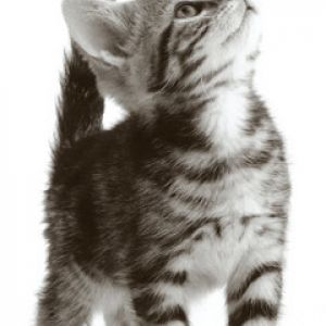 Gatinho Tigrado Fofo