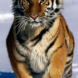 Tigre Majestoso na Neve