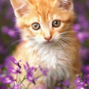 Gatinho Laranja Fofo em Flores