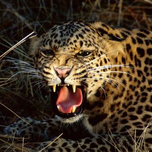 Leopardo Feroz Rugindo