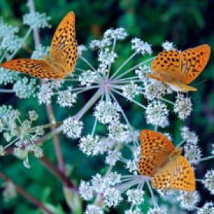 Borboletas Coloridas em Flores