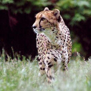 Guepardo Majestoso na Natureza