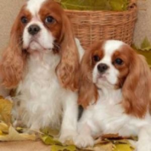 Cavalier King Charles Spaniels Fofos
