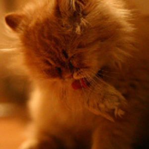 Gato persa fofo