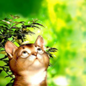 Gato Fofo Olhando Para Cima