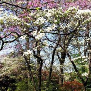 Árvores Florescendo na Primavera