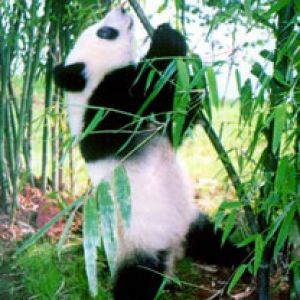 Panda Fofo Comendo Bambu
