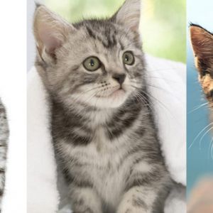 Coleção de Gatinhos Adoráveis