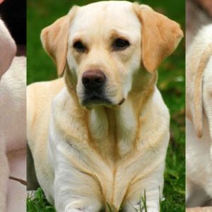 Filhotes de Labrador Fofos