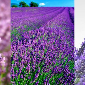 Campos de Lavanda em Flor
