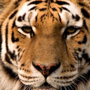Tigre Majestoso em Close-Up