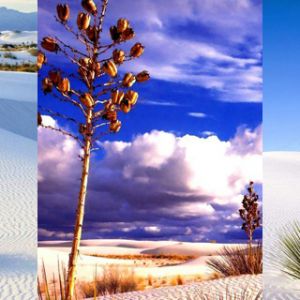 Paisagem desértica com plantas de yucca