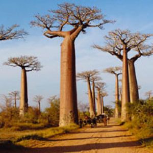 Majestosos Árvores Baobab