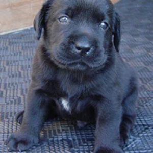 Filhote Preto Fofo