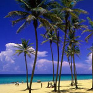 Praia Tropical com Palmeiras