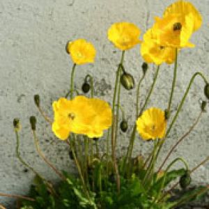 Papoulas Amarelas em Flor