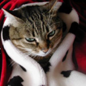 Gato Confortável na Coberta