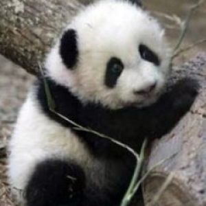 Filhote de panda fofo
