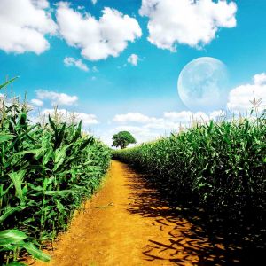 Caminho no Campo de Milho Sob a Lua