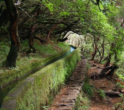Caminho Florestal Verde