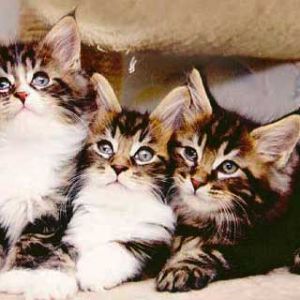 Trio de Gatinhos Fofos