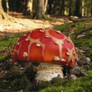 Cogumelo Vermelho Vibrante