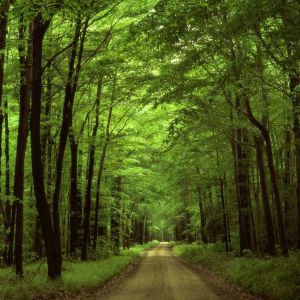 Caminho Verde na Floresta