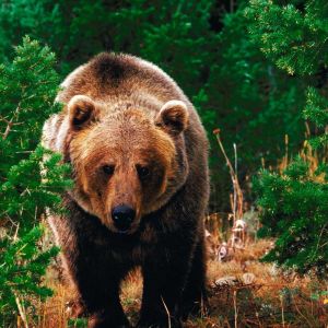 Urso Grizzly na Natureza