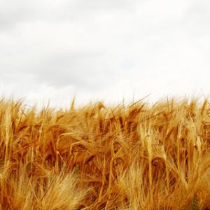 Campo de Trigo Dourado