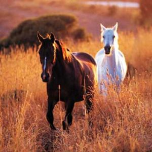 Cavalos majestosos em campos dourados