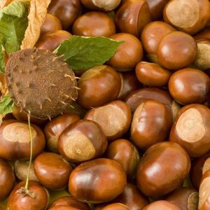 Castanhas e Folhas