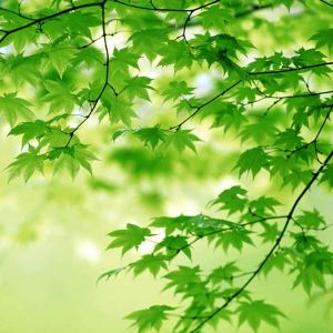 Fundo de Folhas Verdes