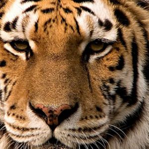 Close-up de um tigre majestoso