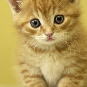 Gatinho Laranja Fofo