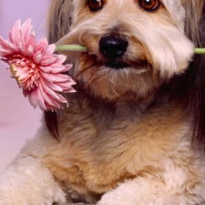 Cachorro Fofo com Flor