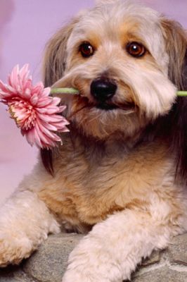 Cachorro Fofo com Flor