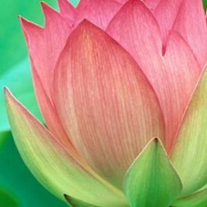 Linda flor de lótus rosa