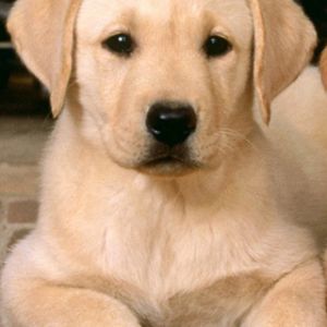 Adorável Filhote de Labrador