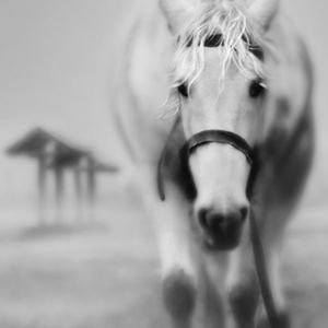 Cavalo Branco Majestoso