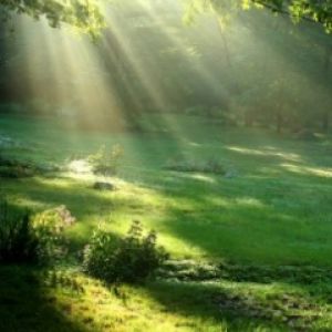 Luz Solar Através das Árvores